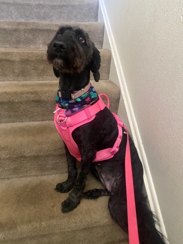 Portuguese Water Dog – looking to rehome