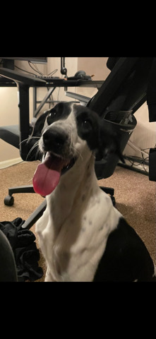 Border Collie – Collie X Lurcher