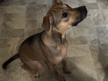 Old German Shepherd Dog – Friendly and cuddly dog – Newark