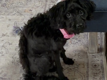 Yorkie Poo – Lia is looking for a loving 🏠 – Lynnwood