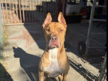 American Staffordshire Terrier – brodie – Lathrop