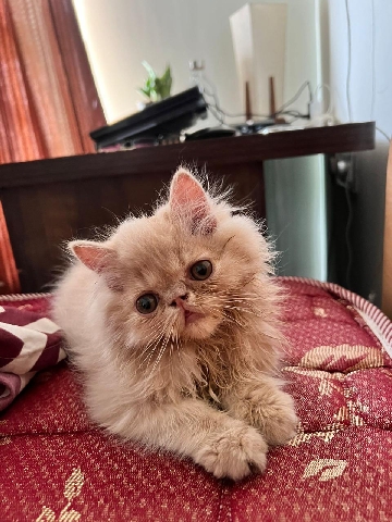 Persian (Modern) – Punch Face Persian Cat Bage color