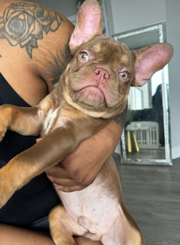 French Bulldog – 2 Puppy Frenchies for sale
