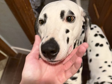 Dalmatian – 9 month old dalmatian – Mesa