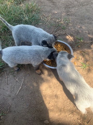 Australian Cattle Dog – blue heelers