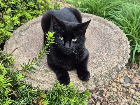 Indoor/outdoor cat – Gardner