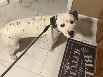 Dalmatian - 1-Year-Old Dalmatian-Labrador Mix – Playful, Easy to Train, and Full of Love! available for adoption in Alexandria