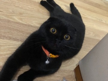 Scottish Fold – 1Yaşında Scottish Fold Dişi Kedi – Selçuklu