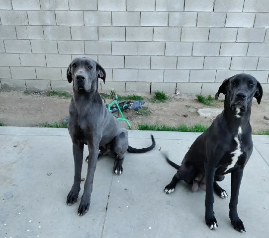 Great Dane – European Great Danes