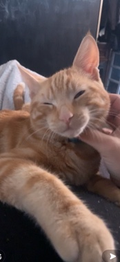 orange cat