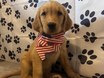 Golden Retriever – Jake – Blackstone