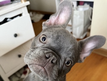 French Bulldog – Pure Bred Frenchi – Franklin Park