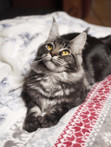 Maine Coon – MaineCoon female