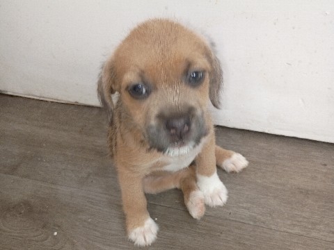 Puggle – Benjamin – Charlotte