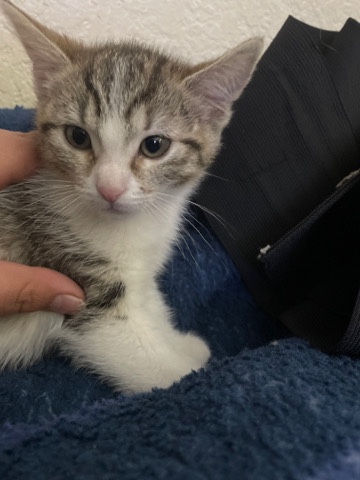 nice litter trained kitten playful great Christmas