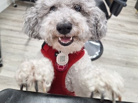 Goldendoodle – Purebred Goldendoodle – Miami