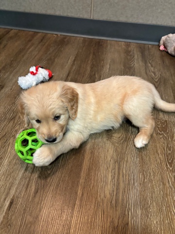 Golden Retriever – Puppy Golden Retriever