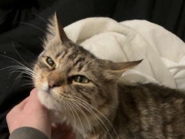 Maine Coon – CAT FOR FREE – Vancouver