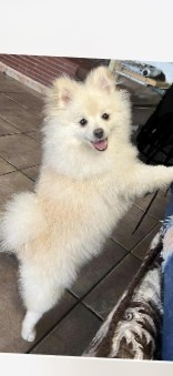 Pomeranian – my dog name snowball