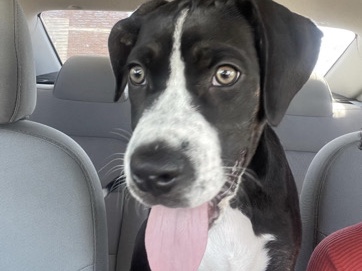 Catahoula Cur – re-home Oliver – Killeen