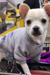 Chihuahua – Chihuahua 7 months old (price is negotiable)