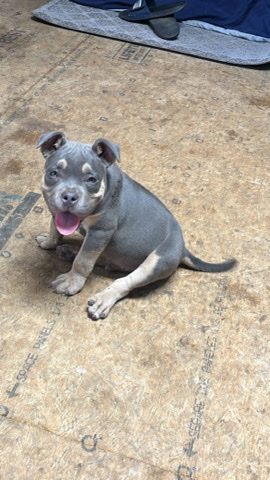 American Bulldog – micro/pocket bully