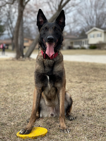 Belgian Shepherd Dog (Malinois) – Male belgian malinois for sale