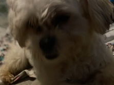 Shih Tzu – selling shih tzu – Milwaukee