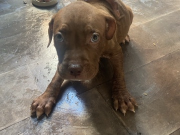 American Bulldog – American bulldog puppies – Preston