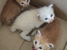 3 Kittens for adoption – Rantau
