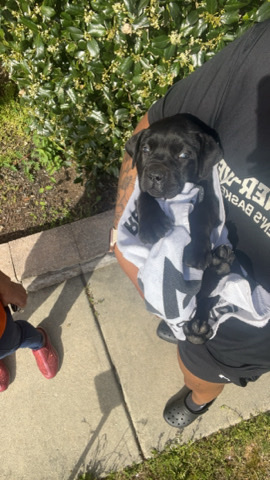 Boerboel – 8 week puppy