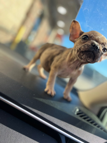 French Bulldog – French bulldog
