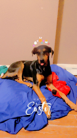 Doberman Pinscher – Hey my name is Kane