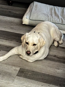 Labrador Retriever – Bella
