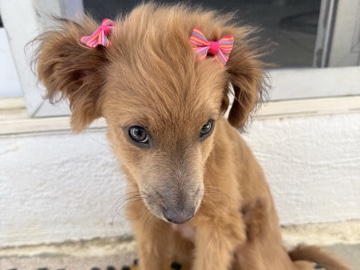 Dachshund – Spayed female puppy ready for home (comes with free DNA test) – Rancho Cordova