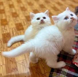 Persian (Modern) – Doll Face Persian Cat Kitten