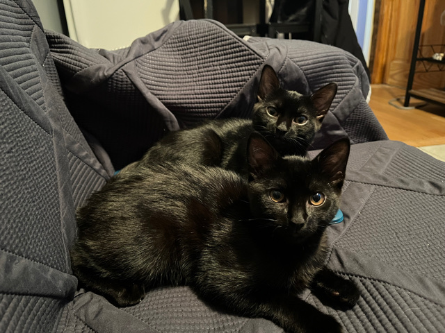 Bombay – sisters need a home