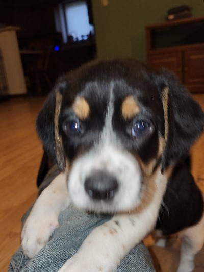 Beagle – puppies