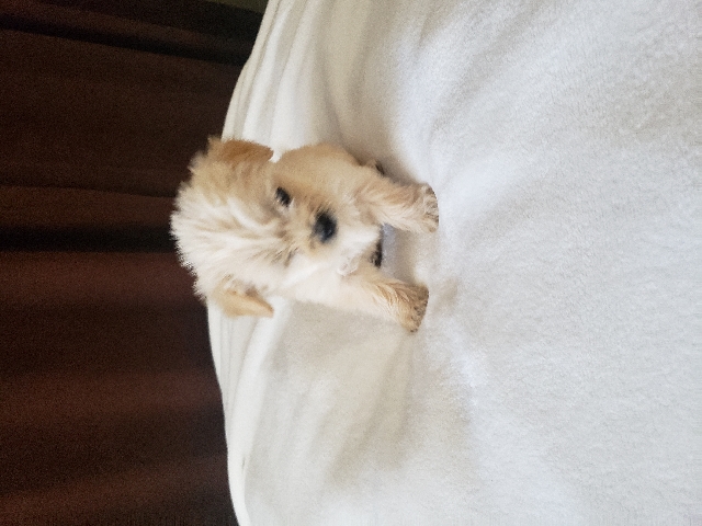 lhasapoo