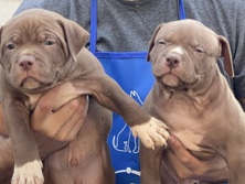 American Pit Bull Terrier - filhote de pit monsther available for adoption in Cianorte