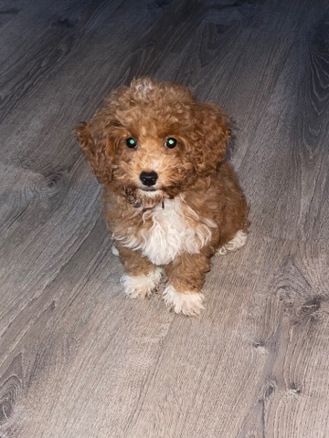7 month min poodle (male)
