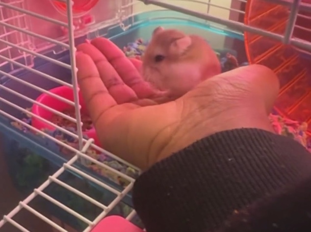 Dwarf Hamster- Nugget 