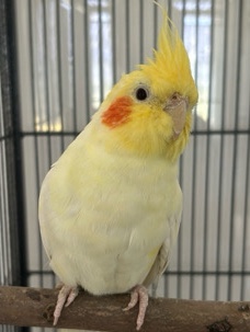 verkaufe handzahmen vogel! 