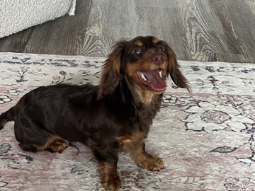 Dachshund – Benito – Charlotte