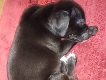American Pit Bull Terrier – black beauty to your finesse