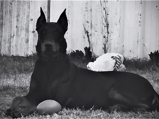 Doberman Pinscher - need a new home  available for adoption in Dallas