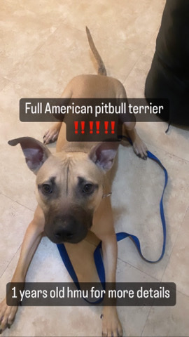 American Pit Bull Terrier – full American Pit bill