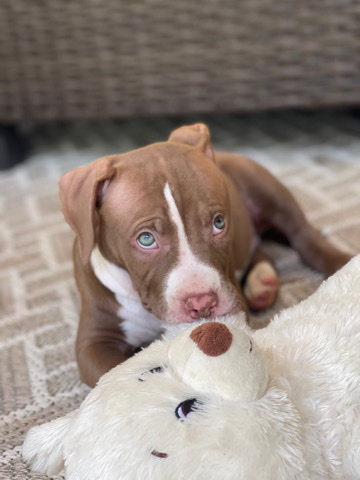 American Staffordshire Terrier – 3 month old-Pit Bill Terrier