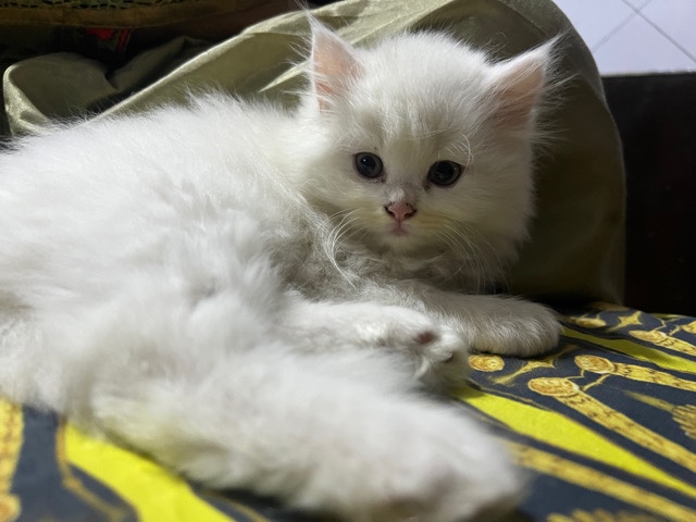 Persian (Modern) – Persian cat