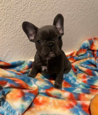 French Bulldog – blue mini
